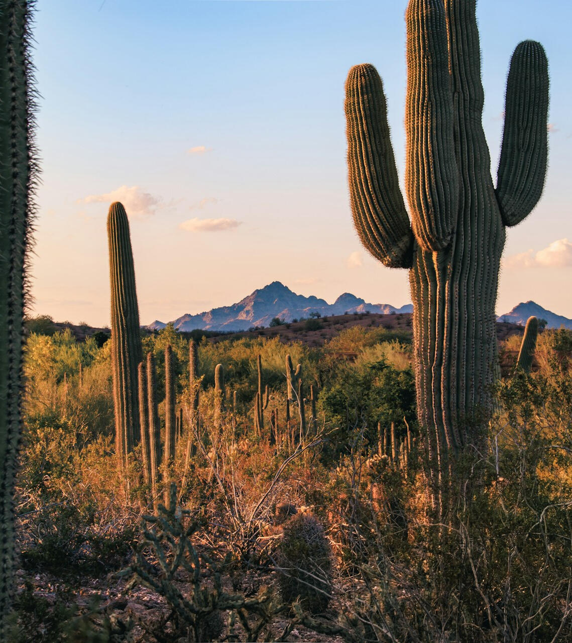 Phoenix Arizona desert at sunset - Espinoza Collective Saguaro cacti at sunset in the Phoenix, Arizona desert landscape