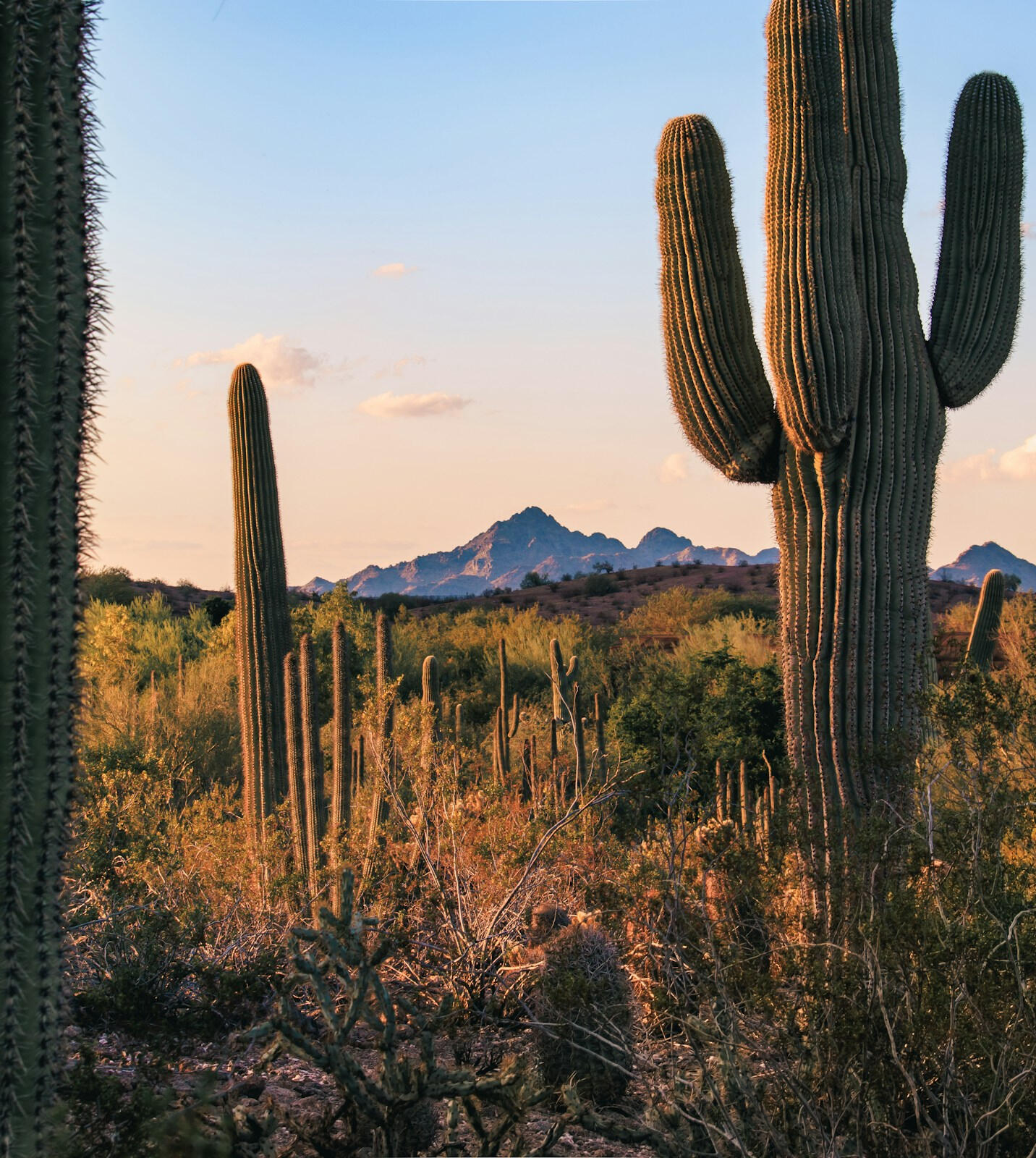 Phoenix, Arizona Desert at Sunset Saguaro cacti and mountains in the Phoenix, Arizona desert at sunset